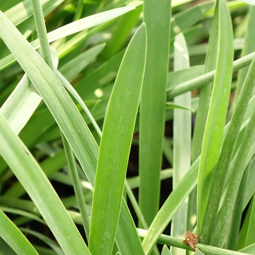 Agapanthus Bluestorm - Schmucklilie (Laub)