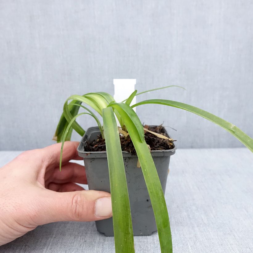 Exemplar von Agapanthus campanulatus var albidus - Schmucklilie Kleine Töpfe von 8/9 cm wie im Winter geliefert