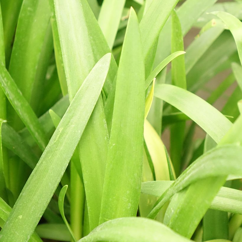 Agapanthus Three Sisters Mix - Schmucklilie (Laub)