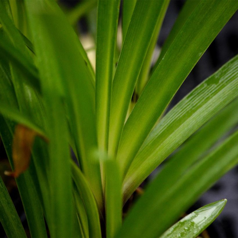 Agapanthus Hybride Headbourne Blue - Schmucklilie (Laub)