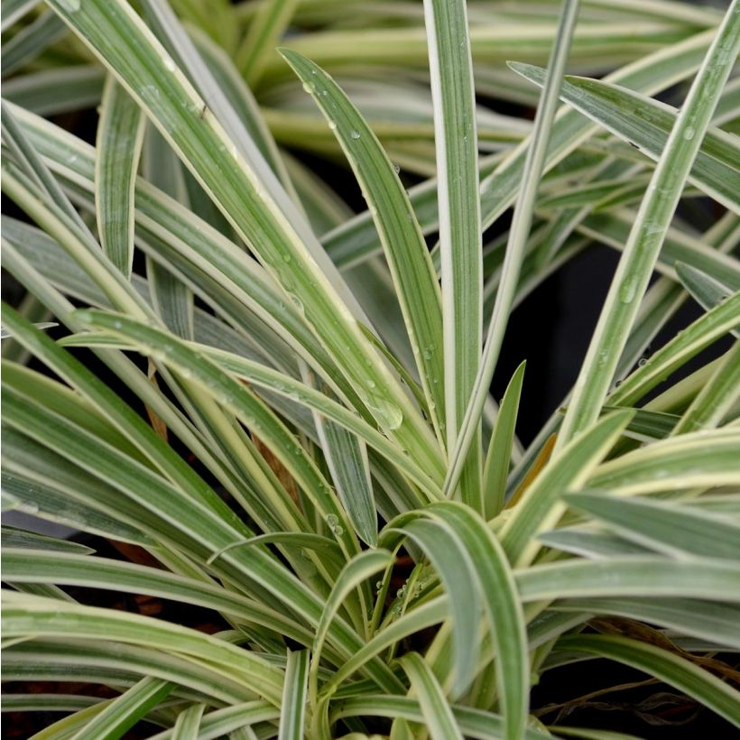 Agapanthus Tinkerbell - Schmucklilie (Laub)