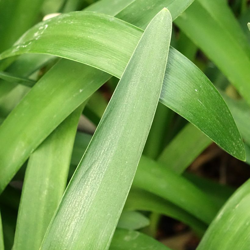 Agapanthus Phantom - Schmucklilie (Laub)