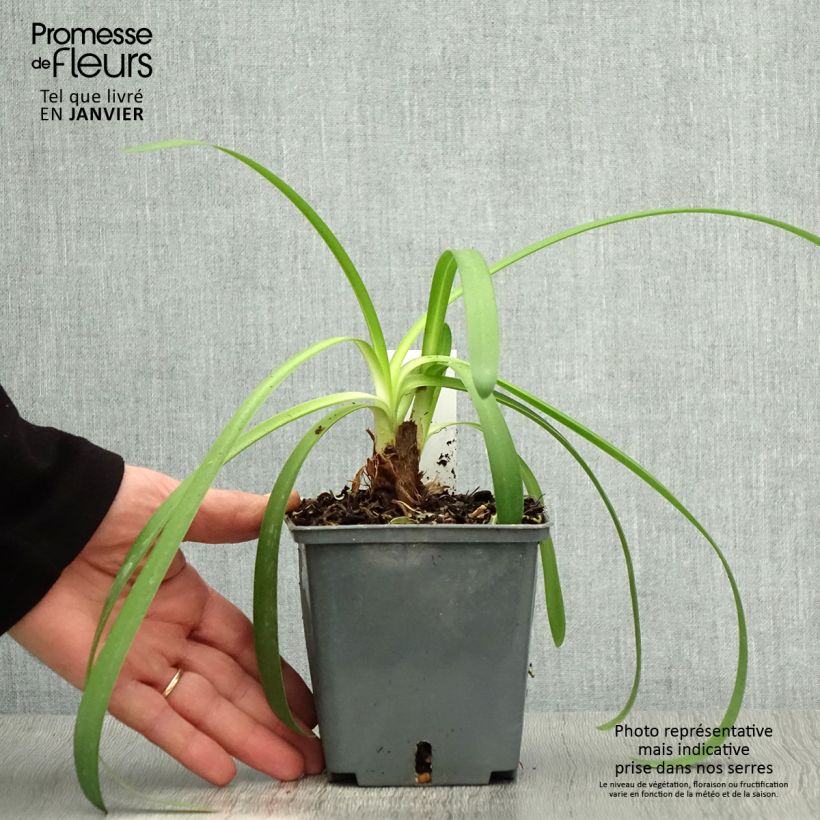 Exemplar von Agapanthe Phantom - pot de 1L/1.5L wie im Winter geliefert