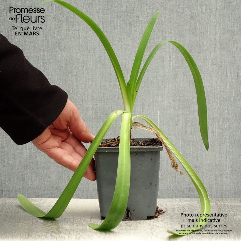 Exemplar von Agapanthus Phantom - Schmucklilie Topf mit 1L/1,5L wie im Frühjahr geliefert