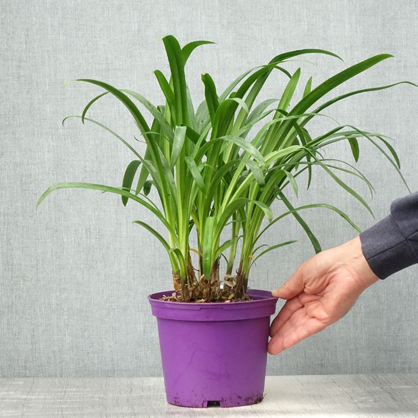 Exemplar von Agapanthus Pitchoune Violet - Schmucklilie Topf mit 3L/4LGelieferte Höhe ca. 30/40cm wie im Frühjahr geliefert