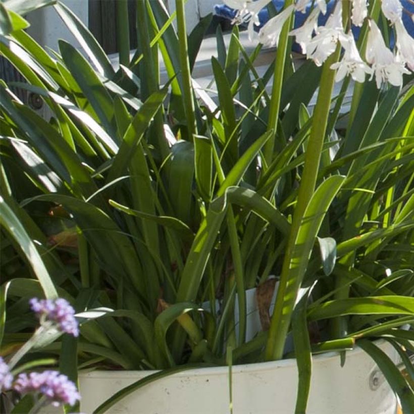 Agapanthus Polar Ice - Schmucklilie (Laub)