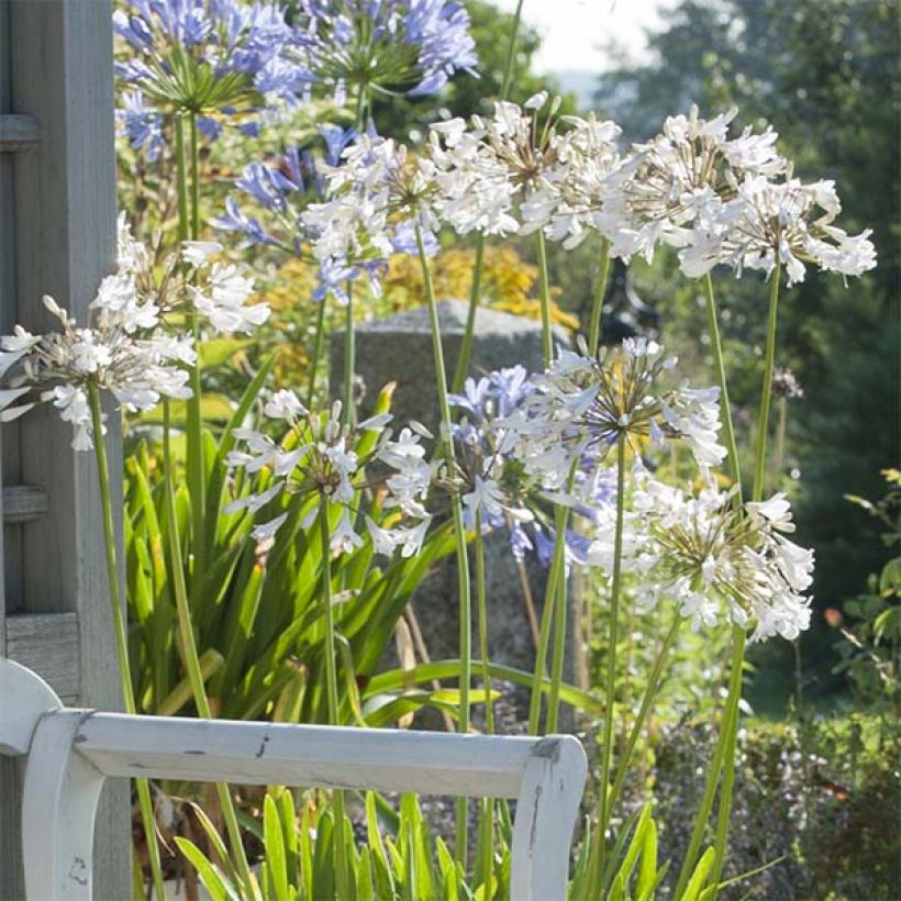 Agapanthus Polar Ice - Schmucklilie (Blüte)