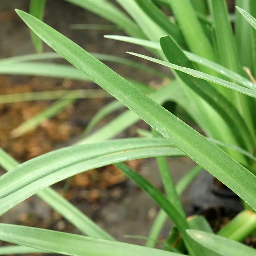 Agapanthus Royal Velvet - Schmucklilie (Laub)