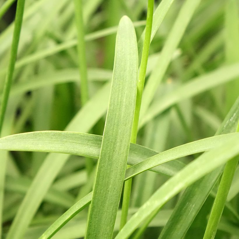 Agapanthus Silver Baby - Schmucklilie (Laub)