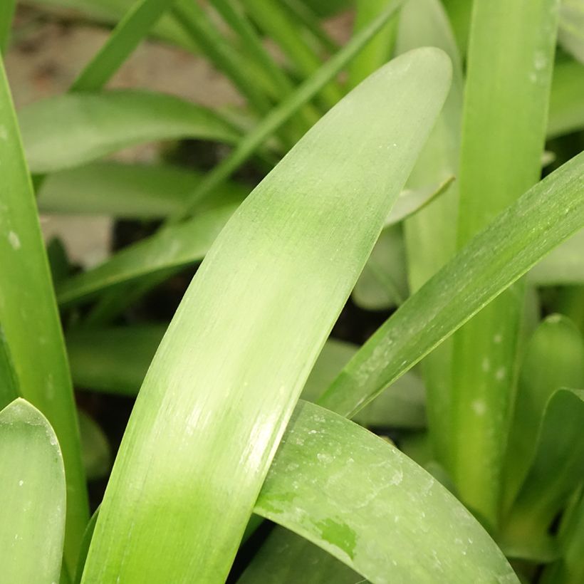 Agapanthus Sunfield - Schmucklilie (Laub)