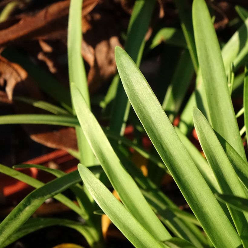 Agapanthus Tom Thumb - Schmucklilie (Laub)