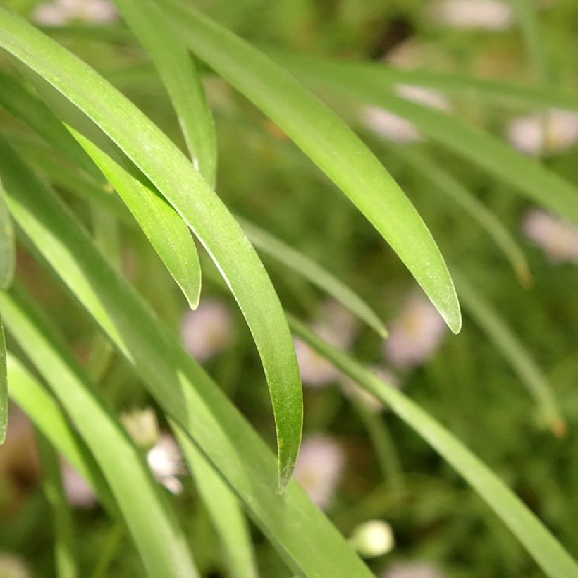 Agapanthus White Baby - Schmucklilie (Laub)