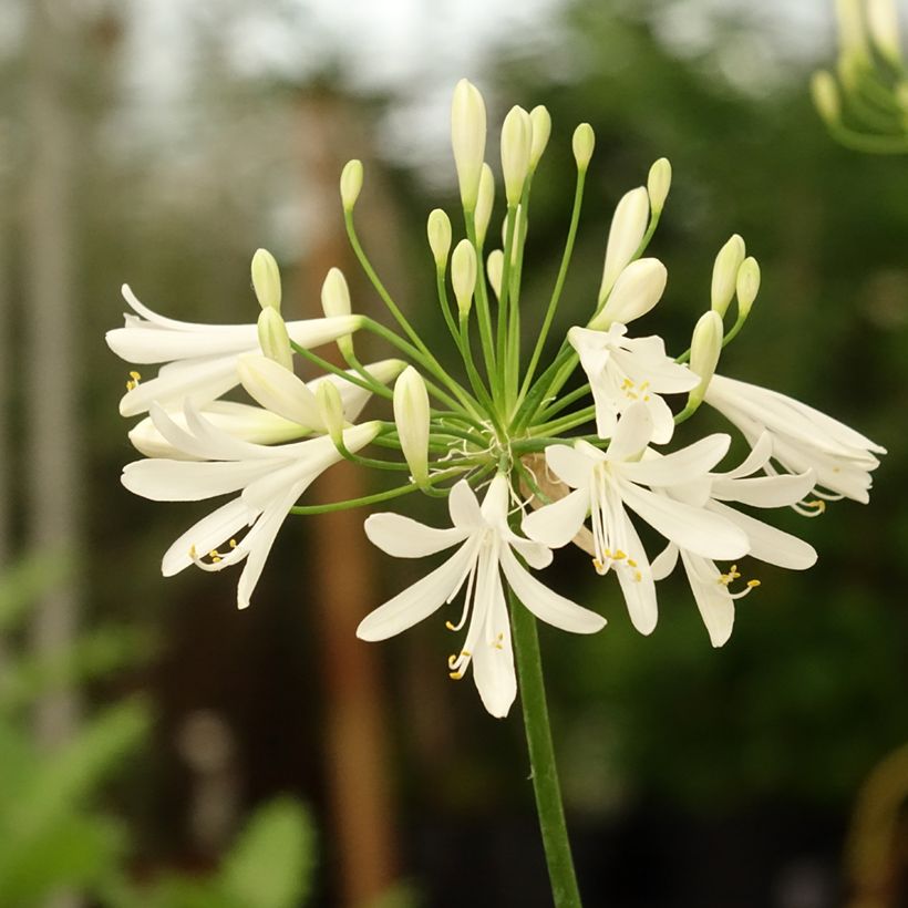 Agapanthus White Baby - Schmucklilie (Blüte)