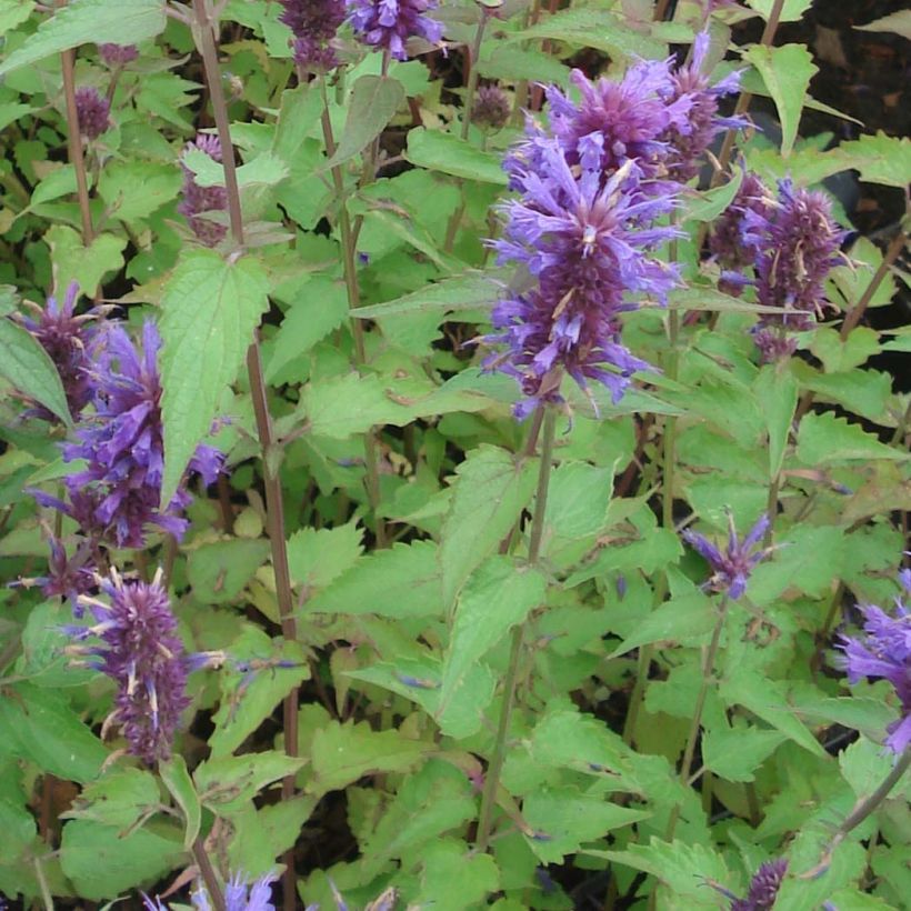 Agastache Blue Boa - Duftnessel (Laub)