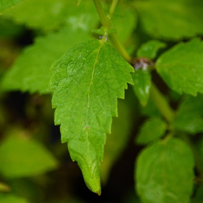 Agastache Blue Fortune - Duftnessel (Laub)