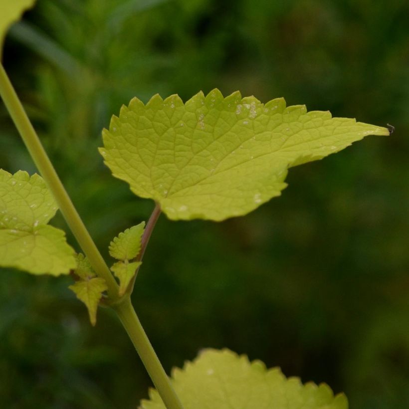 Agastache foeniculum Golden Jubilee - Duftnessel (Laub)