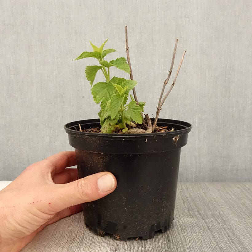 Exemplar von Agastache rugosa Alabaster - Duftnessel wie im Frühjahr geliefert