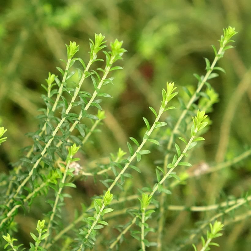 Agathosma capensis - Buchu (Laub)