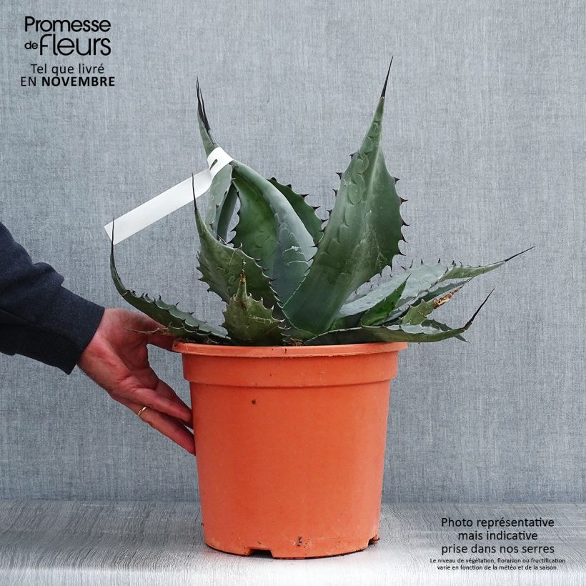 Exemplar von Agave havardiana Pot de 7,5L/10L wie im Herbst geliefert