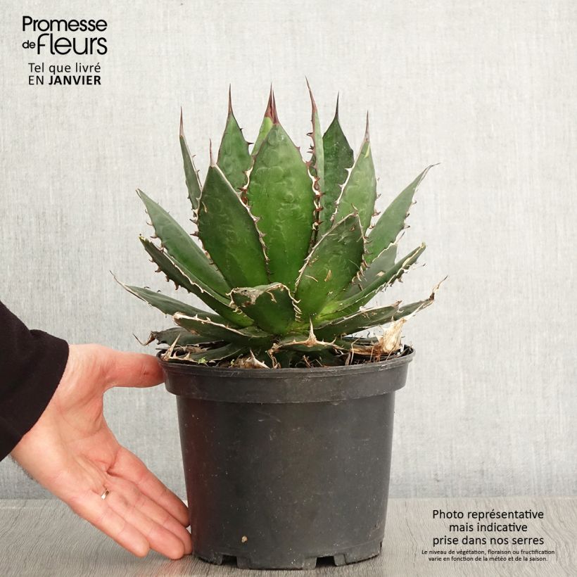 Exemplar von Agave horrida - Pot de 3L/4L wie im Winter geliefert