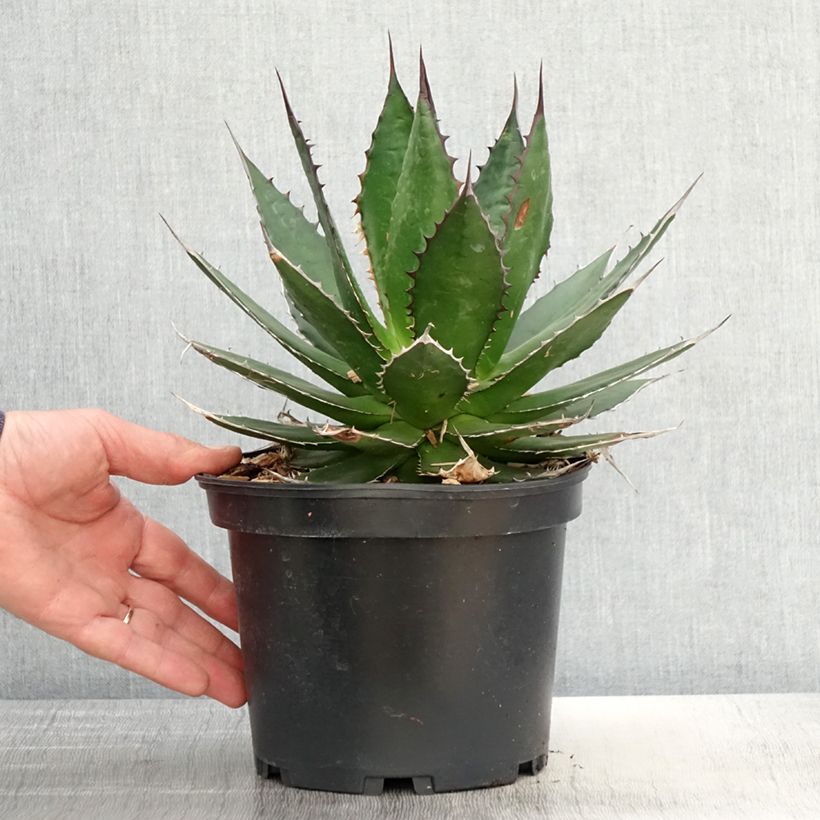 Exemplar von Agave horrida - Pot de 3L/4L wie im Frühjahr geliefert