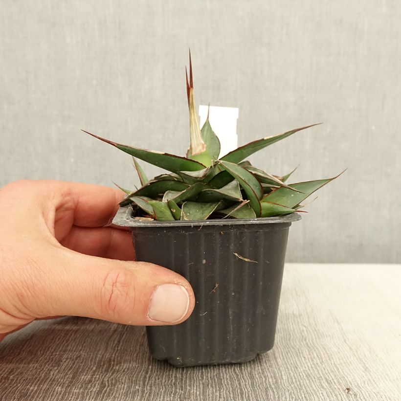 Exemplar von Agave impressa Impressive - Godet de 8/9 cm wie im Frühjahr geliefert