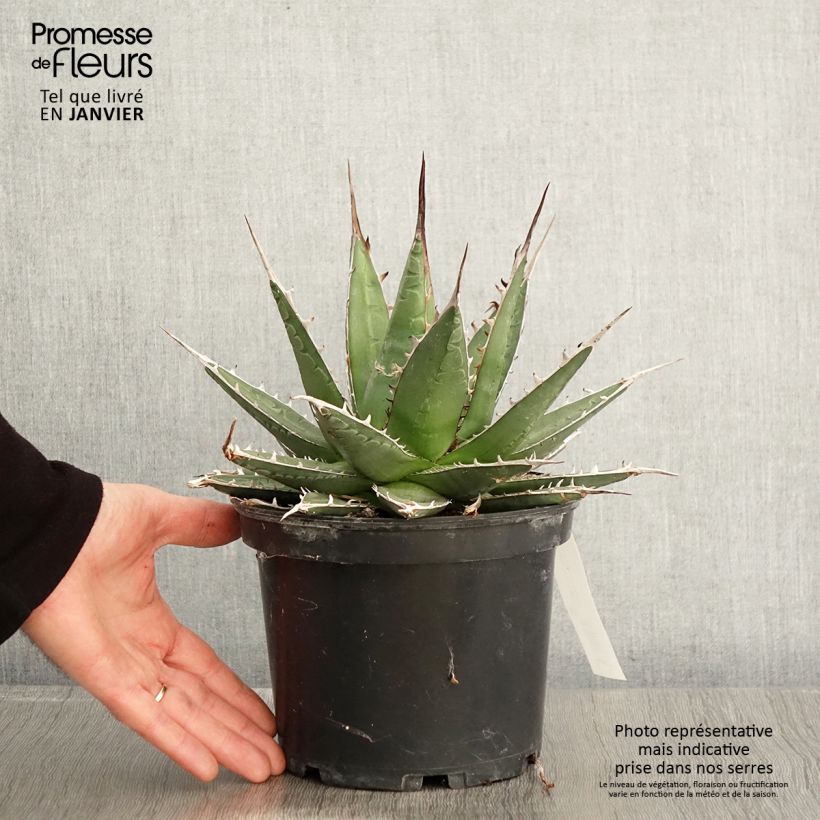 Exemplar von Agave kerchovei - Pot de 3L/4L wie im Winter geliefert