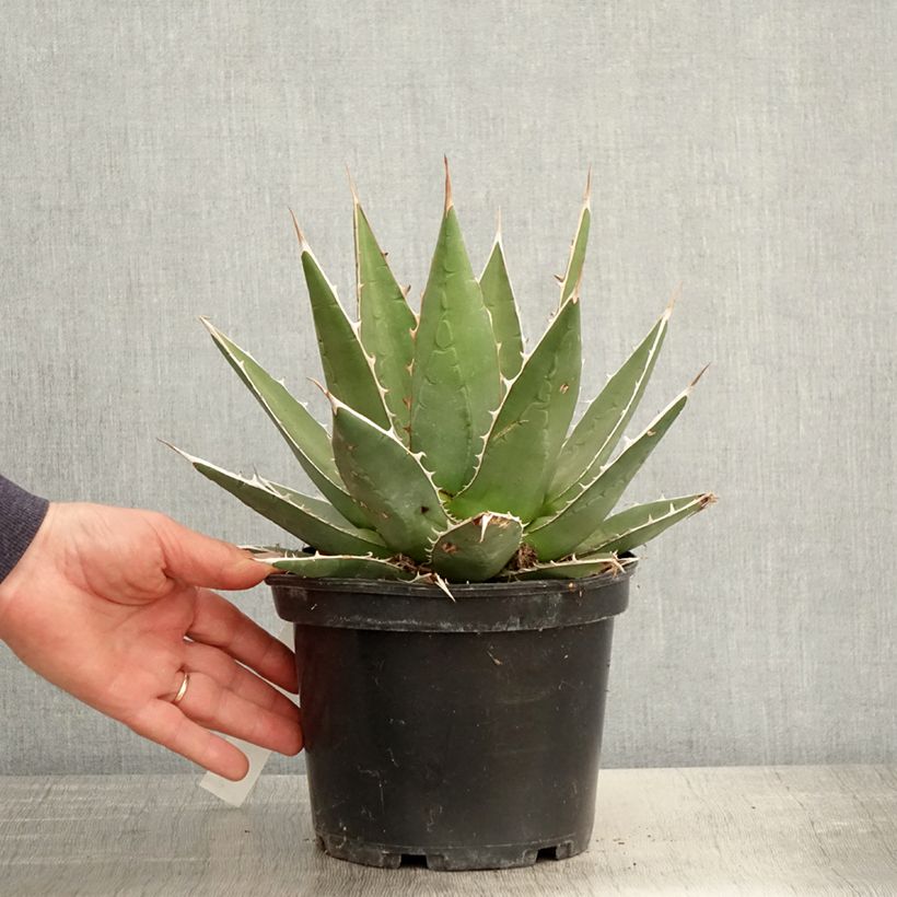 Exemplar von Agave kerchovei - Pot de 3L/4L wie im Frühjahr geliefert