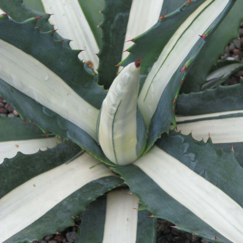 Agave americana mediopicta Alba - Amerikanische Agave (Laub)