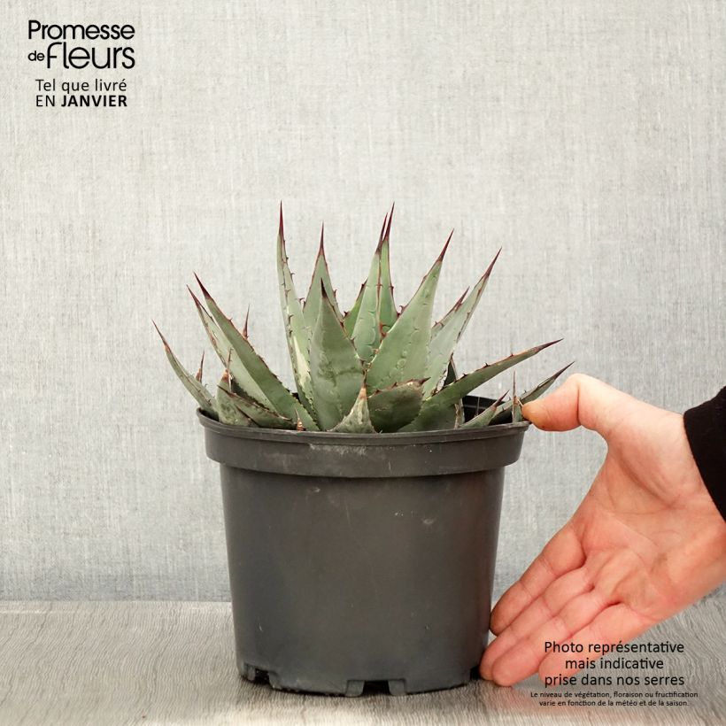 Exemplar von Agave parrasana - Agave chou - Pot de 3L/4L wie im Winter geliefert