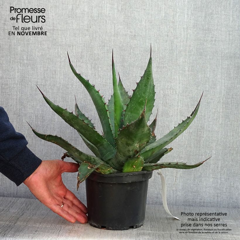 Exemplar von Agave salmiana - Pot de 3L/4L wie im Herbst geliefert