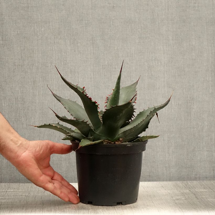 Exemplar von Agave salmiana - Agave de Salm Pot de 3L/4L wie im Frühjahr geliefert