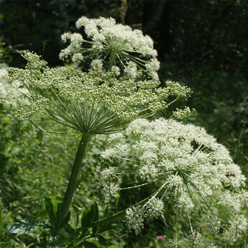 Peucedanum ostruthium Daphnis - Meisterwurz (Blüte)