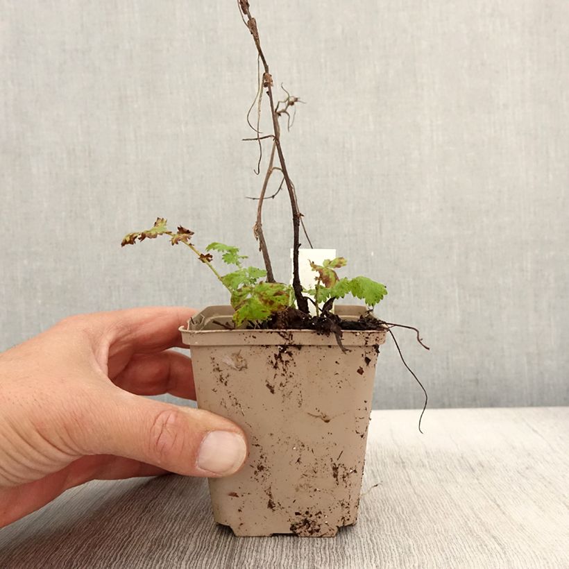 Exemplar von Agrimonia eupatoria Alba Godet de 8/9 cm wie im Herbst geliefert