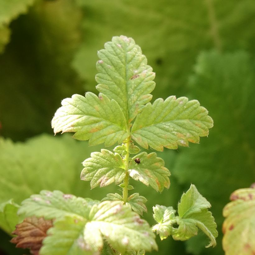 Agrimonia eupatoria Alba - Gemeiner Odermennig (Laub)