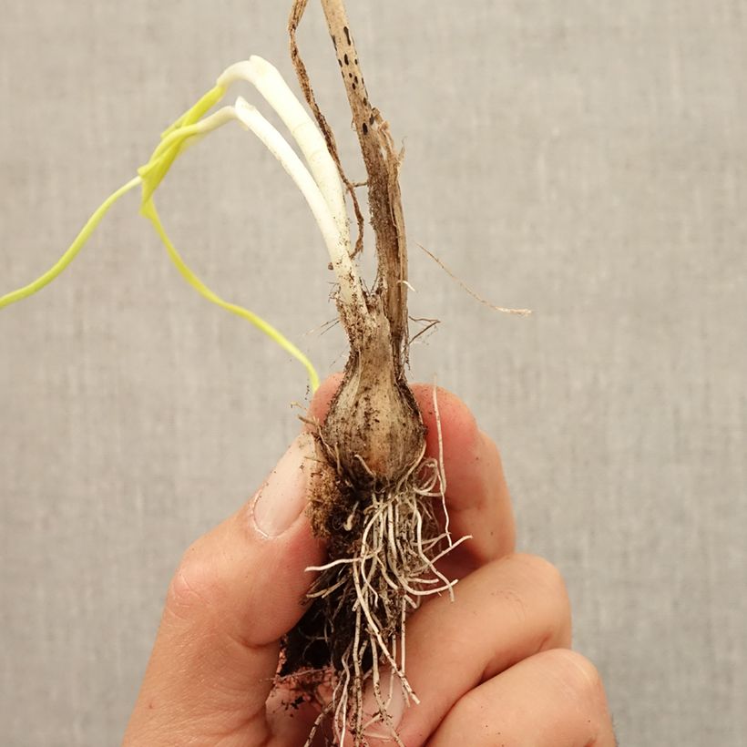 Exemplar von Ail d'ornement - Allium carinatum ssp pulchellum Album Bulbe wie im Herbst geliefert