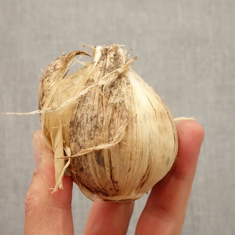 Exemplar von Allium giganteum - Riesen-Lauch Zwiebel Kaliber/Größe 18/20 wie im Herbst geliefert