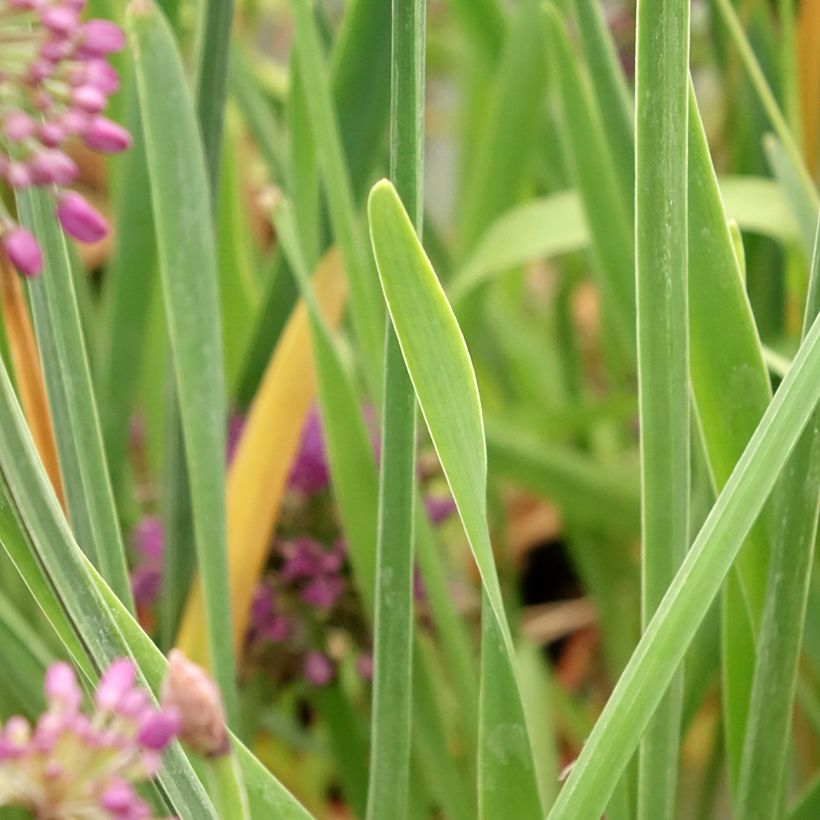 Allium Lavender Bubbles - Zierlauch (Laub)