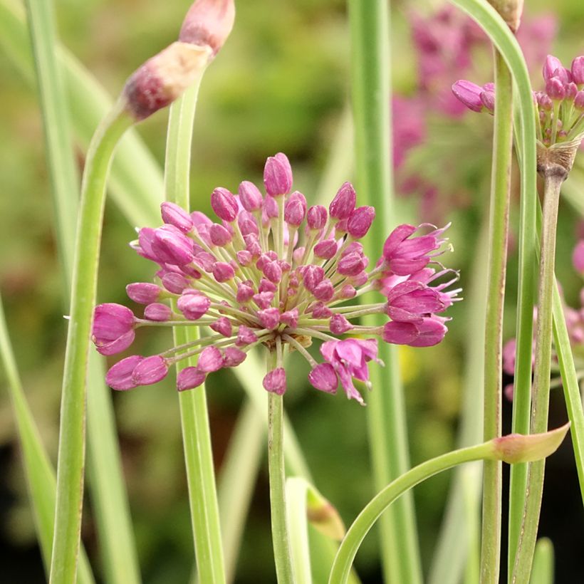 Allium Lavender Bubbles - Zierlauch (Blüte)