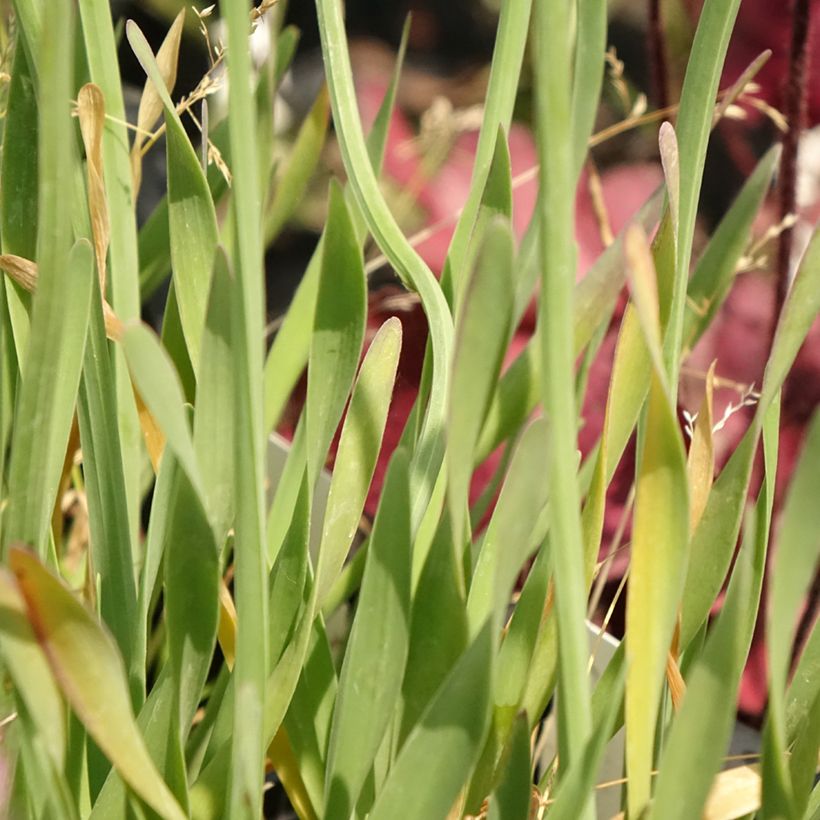 Allium Little Sapphire - Zierlauch (Laub)