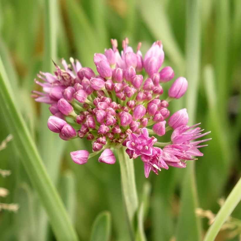 Allium Little Sapphire - Zierlauch (Blüte)