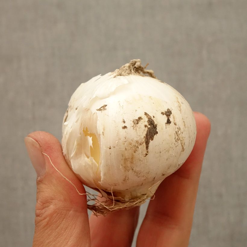 Exemplar von Allium Mont Blanc - Zierlauch Zwiebel wie im Herbst geliefert