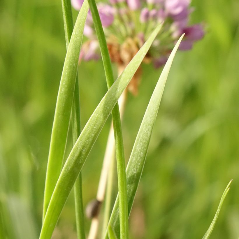 Allium Avatar - Zierlauch (Laub)