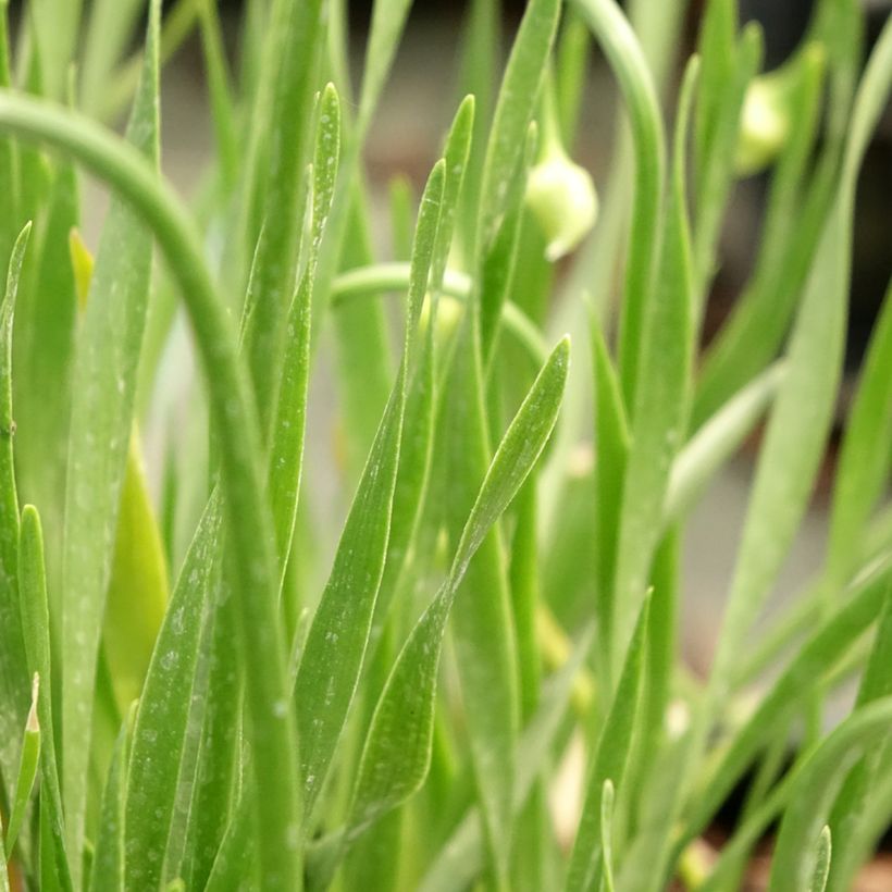 Allium In Orbit - Zierlauch (Laub)