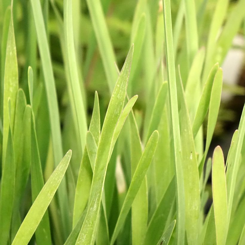 Allium Serendipity - Zierlauch (Laub)