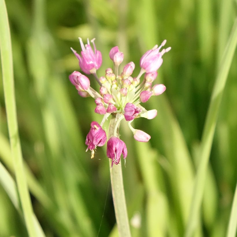 Allium Serendipity - Zierlauch (Blüte)