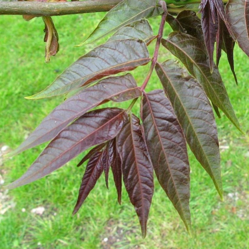 Ailanthus altissima Purple Dragon - Chinesischer Götterbaum (Laub)