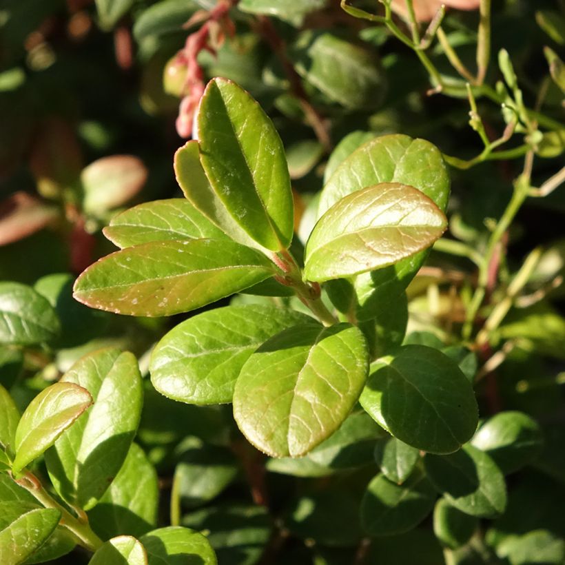 Preiselbeere Bio - Vaccinium vitis idaea (Laub)