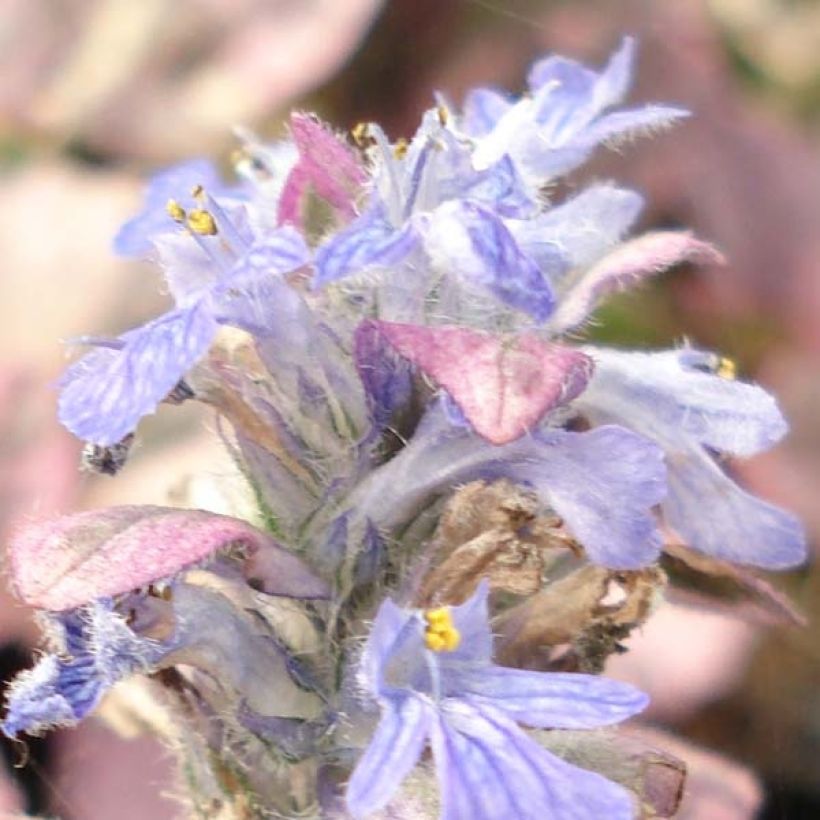 Ajuga reptans Burgundy Glow - Kriechender Günsel (Blüte)