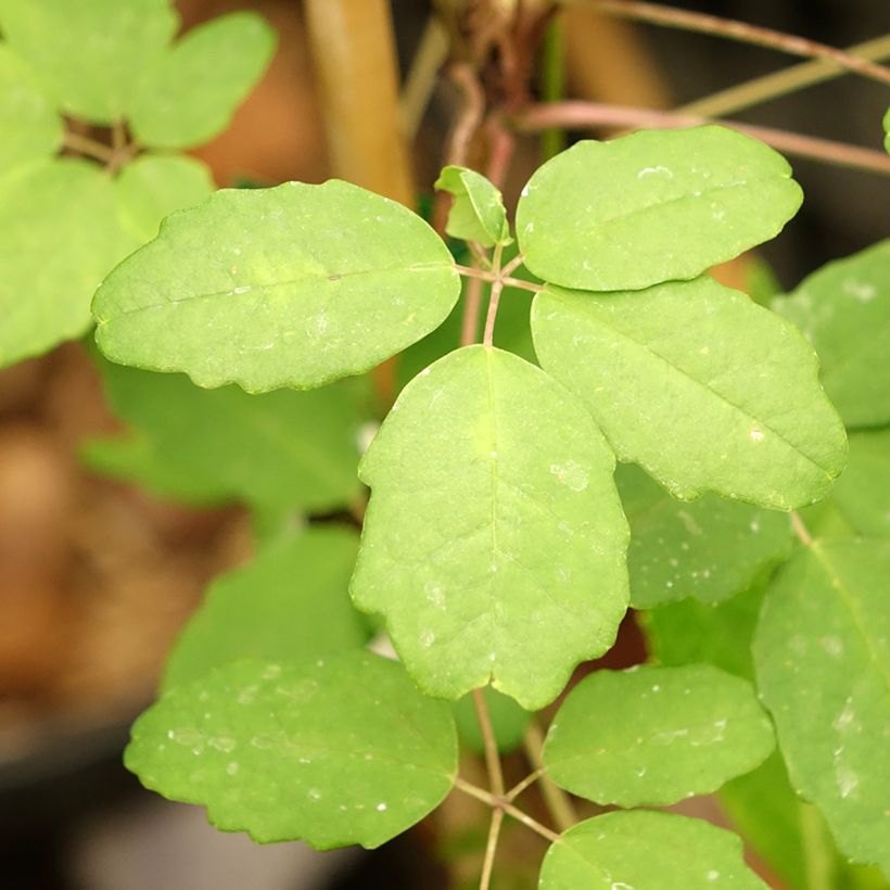 Akebia pentaphylla (Laub)